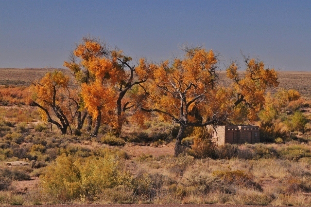 autumn in the desert